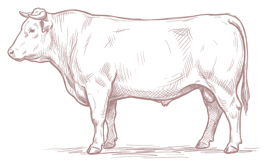 Hand-drawn illustration of a Willowbank beef steer