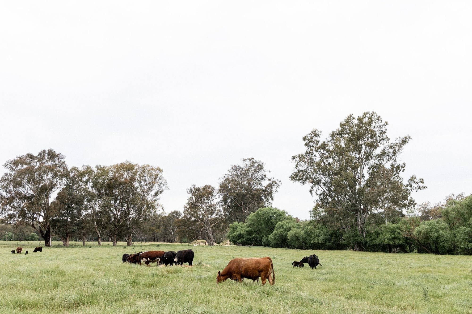 Willowbank farm landscape