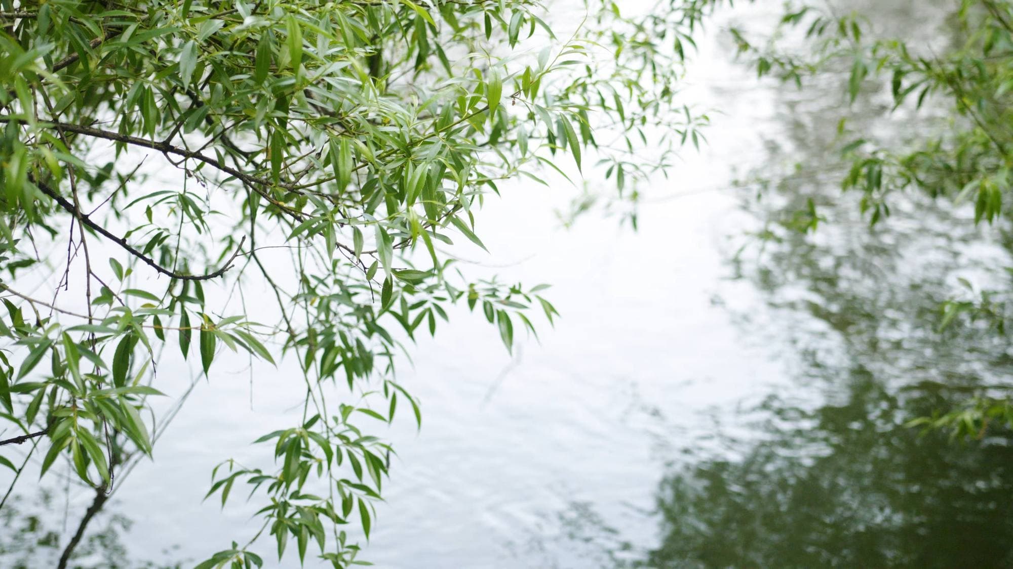 The Murray at Willowbank