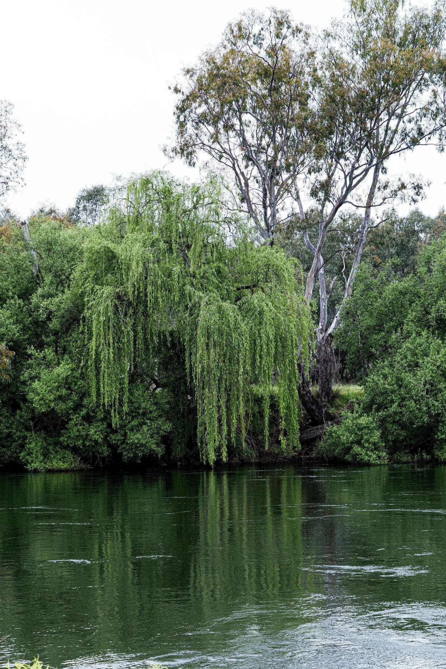 Willows over the Murray at Willowbank