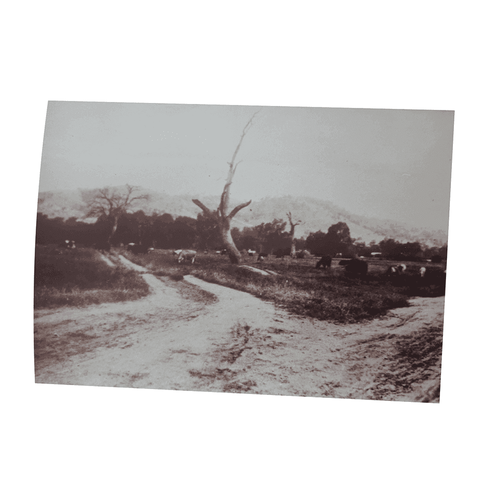 Willowbank